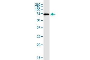 MIPEP monoclonal antibody (M01), clone 4G11. (MIPEP 抗体  (AA 611-713))