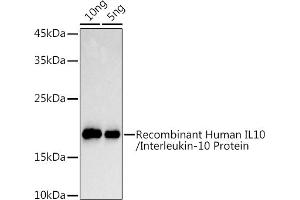 Western Blotting (WB) image for anti-Interleukin 10 (IL10) (AA 19-178) antibody (ABIN3023112)