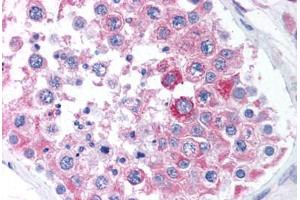 Human Testis (formalin-fixed, paraffin-embedded) stained with BCAP31 antibody ABIN305717 at 5 ug/ml followed by biotinylated goat anti-rabbit IgG secondary antibody ABIN481713, alkaline phosphatase-streptavidin and chromogen. (BCAP31 抗体  (Internal Region))