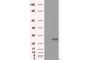 Image no. 5 for anti-Fumarylacetoacetate Hydrolase Domain Containing 2A (FAHD2A) antibody (ABIN1498184) (FAHD2A 抗体)