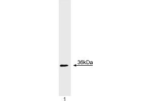 Western Blotting (WB) image for anti-Cyclin D1 (CCND1) (full length) antibody (ABIN967539) (Cyclin D1 抗体  (full length))