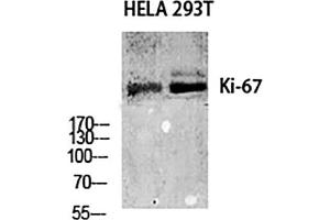 Western Blot analysis of Hela (1), 293T (2), diluted at 1:1000. (Ki-67 抗体  (AA 3170-3250))