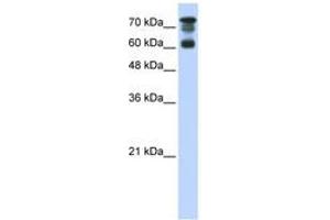 Image no. 1 for anti-Protein Phosphatase 1, Regulatory Subunit 13 Like (PPP1R13L) (AA 451-500) antibody (ABIN6742321) (PPP1R13L 抗体  (AA 451-500))