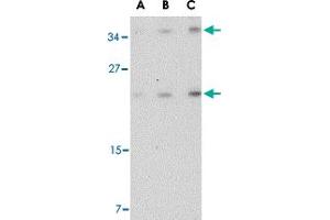Western blot analysis of DARC in mouse brain tissue lysate with DARC polyclonal antibody  at (A) 0. (DARC 抗体  (C-Term))