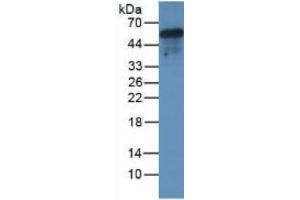Rabbit Capture antibody from the kit in WB with Positive Control: Mouse brain tissue. (Major Basic Protein ELISA 试剂盒)