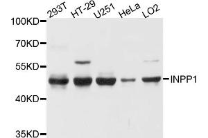 Western blot analysis of extracts of various cell lines, using INPP1 antibody. (INPP1 抗体)