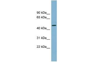 WB Suggested Anti-TDO2 Antibody Titration:  0.