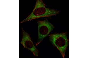 Fluorescent image of NIH/3T3 cell stained with MOB4A Antibody . (MOBKL1A 抗体  (C-Term))