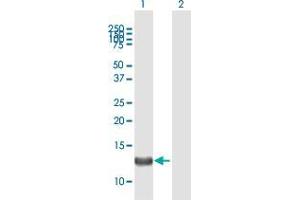 Western Blot analysis of FARP1 expression in transfected 293T cell line by FARP1 MaxPab polyclonal antibody. (FARP1 抗体  (AA 1-129))