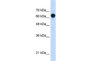 Human HepG2; WB Suggested Anti-C3orf39 Antibody Titration: 1. (C3orf39 抗体  (Middle Region))