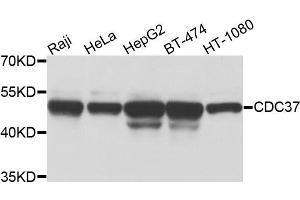 Western blot analysis of extracts of various cells, using CDC37 antibody. (CDC37 抗体)