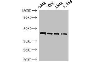 Western Blot Positive WB detected in Recombinant protein All lanes: OSM34 antibody at 2 μg/mL Secondary Goat polyclonal to rabbit IgG at 1/50000 dilution predicted band size: 44 kDa observed band size: 44 kDa