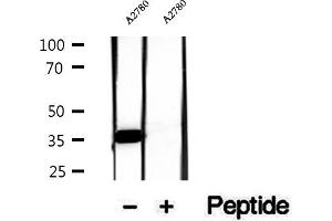Western blot analysis of extracts of A2780 cells, using FSTL1 antibody. (FSTL1 抗体  (N-Term))
