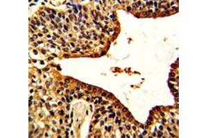 Immunohistochemistry (IHC) image for anti-Vasoactive Intestinal Peptide (Vip) (AA 139-167) antibody (ABIN3029584)