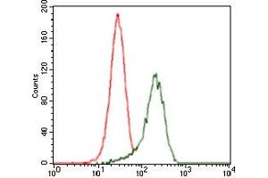 Image no. 5 for anti-Sonic Hedgehog (SHH) antibody (ABIN1491290) (Sonic Hedgehog 抗体)