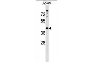 Western blot analysis in A549 cell line lysates (35ug/lane). (PAQR7 抗体  (C-Term))