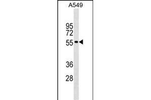 GLDN Antibody (Center) (ABIN1538217 and ABIN2849147) western blot analysis in A549 cell line lysates (35 μg/lane). (GLDN 抗体  (AA 271-299))