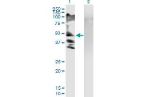 Western Blotting (WB) image for anti-Regulatory Solute Carrier Protein, Family 1, Member 1 (RSC1A1) (AA 1-617) antibody (ABIN519924)
