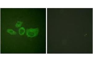 Immunofluorescence (IF) image for anti-Tyrosine Hydroxylase (TH) (AA 41-90) antibody (ABIN1532224)