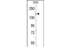 DM1- Antibody (N-term) (ABIN651631 and ABIN2840337) western blot analysis in CHO cell line lysates (35 μg/lane). (DAAM1 抗体  (N-Term))
