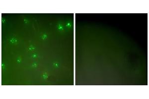 Immunofluorescence analysis of COS7 cells, using Cyclin A antibody (ABIN5976373). (Cyclin A 抗体  (Internal Region))