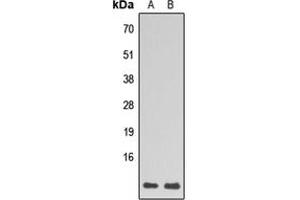 Western blot analysis of RPL39 expression in HL60 (A), HepG2 (B) whole cell lysates. (RPL39 抗体  (N-Term))