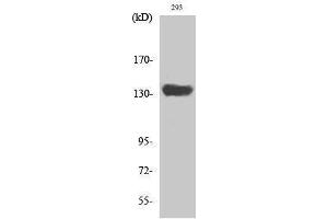 Western Blotting (WB) image for anti-SR-Related CTD-Associated Factor 1 (SCAF1) (N-Term) antibody (ABIN3186879) (SCAF1 抗体  (N-Term))