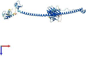 AlphaFold protein structure predicition of Mouse Recombinant Trim6 Protein, UniprotID Q8BGE7 (TRIM6 Protein (AA 1-488) (His tag))