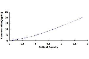 Signal Transducer and Activator of Transcription 5B (STAT5B) ELISA Kit