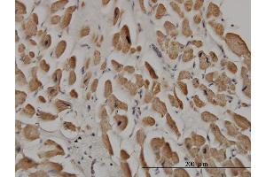 Immunostaining (ISt) image for anti-Sprouty Homolog 1, Antagonist of FGF Signaling (SPRY1) (AA 1-110) antibody (ABIN564437)