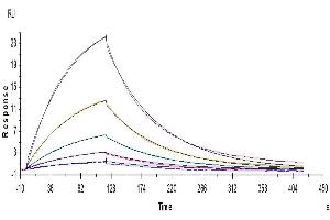 Surface Plasmon Resonance (SPR) image for Killer Cell Lectin-Like Receptor Subfamily C, Member 1 (KLRC1) (AA 100-233) protein (His-Avi Tag) (ABIN7275338)
