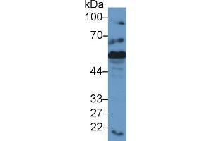 Western Blot; Sample: Mouse Liver lysate; Primary Ab: 2µg/ml Rabbit Anti-Mouse CRT Antibody Second Ab: 0. (Calreticulin 抗体  (AA 199-308))