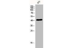 Western Blot analysis of 3T3 cells using EDG-6 Polyclonal Antibody (S1PR4 抗体  (C-Term))