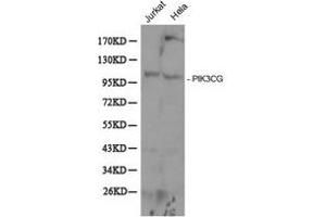 Western Blotting (WB) image for anti-Phosphoinositide-3-Kinase, Catalytic, gamma Polypeptide (PIK3CG) antibody (ABIN1874133) (PIK3 gamma 抗体)