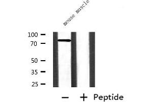 Western blot analysis of extracts from mouse muscle, using ZYX  Antibody.