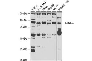 Western blot analysis of extracts of various cell lines, using FANCG antibody (ABIN6127891, ABIN6140474, ABIN6140475 and ABIN6221795) at 1:1000 dilution. (FANCG 抗体  (AA 343-622))