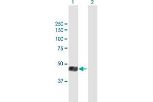 Western Blot analysis of SLC16A1 expression in transfected 293T cell line by SLC16A1 MaxPab polyclonal antibody.