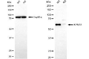 Western blotting analysis using KPNA1 antibody (ABIN7799158).