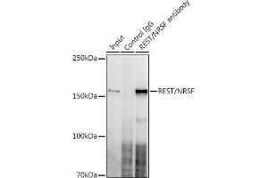 Immunoprecipitation analysis of 300 μg extracts of U-87MG cells using 3 μg REST/NRSF antibody (ABIN7269883). (REST 抗体)