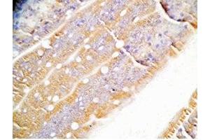 Rat intestine tissue was stained by Rabbit Anti-Oxyntomodulin (H,M,R) Antibody (OXM 抗体)