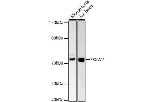 Western blot analysis of extracts of various cell lines, using FBXW7 antibody (ABIN6131632, ABIN6140535, ABIN6140537 and ABIN6221574) at 1:500 dilution. (FBXW7 抗体  (AA 408-707))