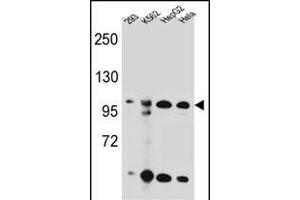 KSR2 Antibody (C-term) (ABIN655390 and ABIN2844938) western blot analysis in 293,K562,HepG2,Hela cell line lysates (35 μg/lane). (KSR2 抗体  (C-Term))