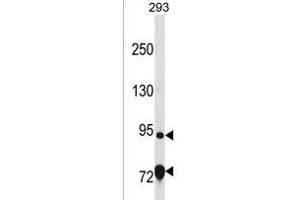EXD3 Antibody (Center) (ABIN1538330 and ABIN2849926) western blot analysis in 293 cell line lysates (35 μg/lane). (EXD3 抗体  (AA 340-367))
