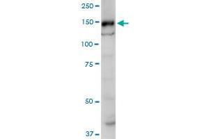 SRGAP1 monoclonal antibody (M07), clone 5D10. (SRGAP1 抗体  (AA 952-1050))