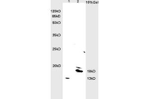 L1 rat brain lysates L2 rat heart lysates probed with Anti BNP Polyclonal Antibody, Unconjugated (ABIN678623) at 1:200 overnight at 4 °C. (BNP 抗体  (AA 85-115))