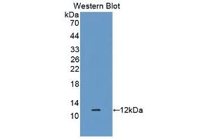 Detection of Recombinant DEFb1, Rat using Polyclonal Antibody to Defensin Beta 1 (DEFb1) (beta Defensin 1 抗体  (AA 22-69))