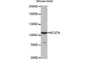 Western Blotting (WB) image for anti-Nicastrin (NCSTN) (AA 429-669) antibody (ABIN6213629) (Nicastrin 抗体  (AA 429-669))