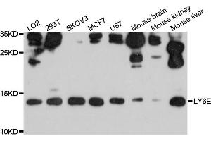 Western blot analysis of extracts of various cell lines, using LY6E antibody. (LY6E 抗体)