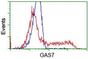 HEK293T cells transfected with either RC215256 overexpress plasmid (Red) or empty vector control plasmid (Blue) were immunostained by anti-GAS7 antibody (ABIN2453056), and then analyzed by flow cytometry. (GAS7 抗体)