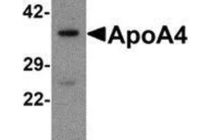 Western blot analysis of ApoA4 in human liver tissue lysate with ApoA4 antibody at 1 μg/ml. (APOA4 抗体  (C-Term))